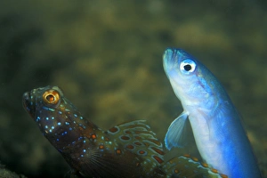 Metallic Shrimp Goby (Amblyeleotris latifasciata) and Threadfin Dartfish, (Ptereleotris hanae) Metallic Shrimp Goby (Amblyeleotris latifasciata) and Threadfin Dartfish, (Ptereleotris hanae)