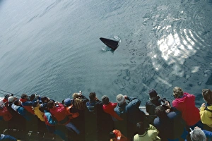 Minke whale (Balaenoptera acutorostrata) spy hopping near a whale-watching boat. Husavik, Iceland Minke whale (Balaenoptera acutorostrata) spy hopping near a whale-watching boat. Husavik, Iceland