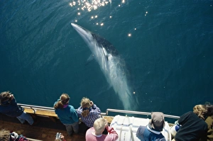 Minke whale (Balaenoptera acutorostrata) associating with North Sailing whale-watching boat Husavik Minke whale (Balaenoptera acutorostrata) associating with North Sailing whale-watching boat Husavik