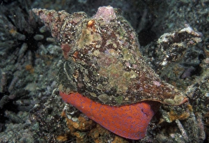 Ocean Wildlife Pictures Prints: Mollusk