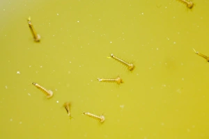 Ashley Cooper Photography Prints: Mosquito larvae