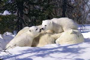 Mother Polar Bear (Ursus maritimus) with 3 month old cubs near Wapusk Park Mother Polar Bear (Ursus maritimus) with 3 month old cubs near Wapusk Park