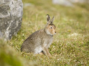 Mountain Hare Scotland Prints: A Mountain Hare on Ben Stack in Sutherland Scotland UK
