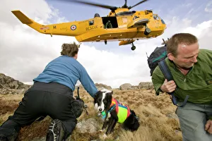 mountain rescue team members and search dog handler with dog are dropped off by an RAF sea king helicopter to start a mountain rescue team members and search dog handler with dog are dropped off by an RAF sea king helicopter to start a