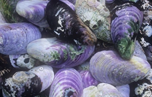 Seashell Collection Prints: Mussel shells