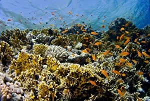 Net fire coral (Millepora dichotoma). Shark and Yolanda, Sharm El Sheikh, South Sinai, Red Sea, Egypt Net fire coral (Millepora dichotoma). Shark and Yolanda, Sharm El Sheikh, South Sinai, Red Sea, Egypt