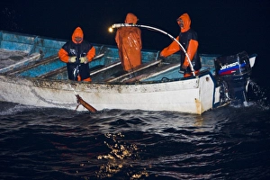 Night fishery for Humbolt Squid (Dosidicus gigas) in the Gulf of California (Sea of Cortez) Night fishery for Humbolt Squid (Dosidicus gigas) in the Gulf of California (Sea of Cortez)
