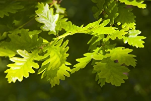 Images Dated 2009 May: Oak Leaves in Spring Print
