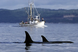 Killer Whale Prints: Orca (Orcinus orca) - also called Killer Whale - surfacing near commercial fishing vessel in Johnstone Strait