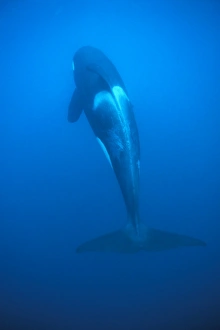 Orca (Orcinus orca) from above, showing whole body length. Akaroa, New Zealand Orca (Orcinus orca) from above, showing whole body length. Akaroa, New Zealand