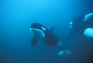 Orca (Orcinus orca). Juvenile interacting with group. Akaroa, New Zealand Orca (Orcinus orca). Juvenile interacting with group. Akaroa, New Zealand