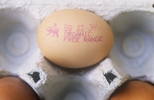 Natural Food Images Prints: An organic free range egg