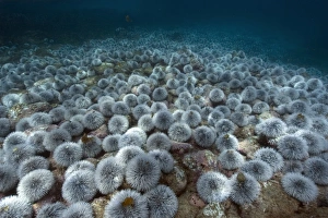 Outbreak of West indian sea urchin, Tripneustes ventricosus, Sueste Bay, Fernando de Noronha, Pernambuco, Brazil Outbreak of West indian sea urchin, Tripneustes ventricosus, Sueste Bay, Fernando de Noronha, Pernambuco, Brazil