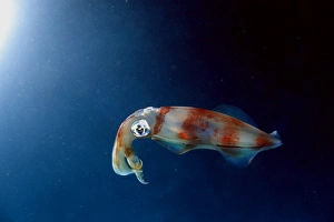 Oval squid (Sepioteuthis lessoniana). Sea Cave, Oahu, Hawaii (N. Pacific) (rr) Oval squid (Sepioteuthis lessoniana). Sea Cave, Oahu, Hawaii (N. Pacific) (rr)
