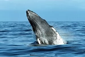 Images Dated 26th October 2003: Pacific humpback whale calf, Megaptera novaeangliae, breaching in the Au Au Channel near Maui