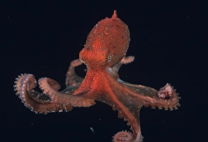 Channel Islands Marine Life Prints: Pacific Octopus (Octopus sp. ). USA, Channel Islands, CA