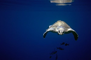 Pacific olive ridley turtle underwater. (Lepidochelys olivacea). Between Columbia and Galapagos, Columbia/Ecuador Pacific olive ridley turtle underwater. (Lepidochelys olivacea). Between Columbia and Galapagos, Columbia/Ecuador