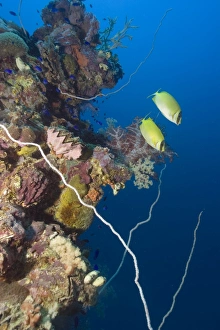 Pair of masked rabbitfish, Siganus puellus, swims over mast encrusted with coral, Shinkoku Maru, Truk lagoon, Chuuk Pair of masked rabbitfish, Siganus puellus, swims over mast encrusted with coral, Shinkoku Maru, Truk lagoon, Chuuk