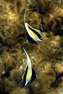 Pair of moorish idols, Zanclus cornutus, swimming over coral, Rhodactis howsii, Namu atoll, Marshall Islands (N) Pair of moorish idols, Zanclus cornutus, swimming over coral, Rhodactis howsii, Namu atoll, Marshall Islands (N)
