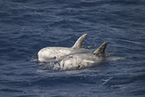 Pair of Rissos Dolphin, Grampus griseus, swimming off the Azores. Note the groove in the melon (RR) Pair of Rissos Dolphin, Grampus griseus, swimming off the Azores. Note the groove in the melon (RR)