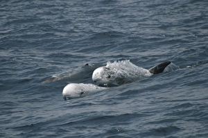 Pair of Rissos Dolphin shooting out of a wave. Azores, North Atlantic Pair of Rissos Dolphin shooting out of a wave. Azores, North Atlantic