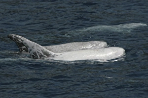 Pair of Rissos Dolphin at the surface showing typical scarring. Azores, North Atlantic Pair of Rissos Dolphin at the surface showing typical scarring. Azores, North Atlantic