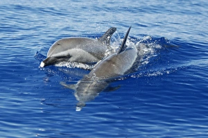 Pantropical Spotted Dolphin (Stenella attenuata) surfacing in the AuAu Channel between Maui and Lanai, Hawaii Pantropical Spotted Dolphin (Stenella attenuata) surfacing in the AuAu Channel between Maui and Lanai, Hawaii