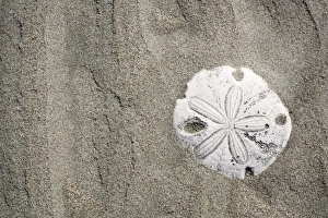 Patterns in the sand dunes (with sand dollar) of Isla Magdalena on the Pacific side of Patterns in the sand dunes (with sand dollar) of Isla Magdalena on the Pacific side of
