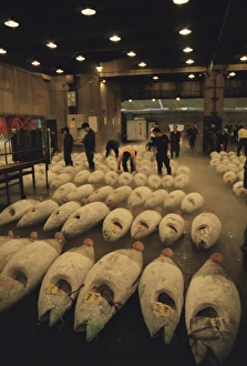 People at Tuna auction at worlds largest fish market, Tsukiji Fish market, Tokyo, Japan People at Tuna auction at worlds largest fish market, Tsukiji Fish market, Tokyo, Japan