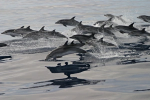 Pod of Atlantic spotted dolphins porpoising at surface (Stenella frontalis) Azores, Atlantic Ocean (RR) Pod of Atlantic spotted dolphins porpoising at surface (Stenella frontalis) Azores, Atlantic Ocean (RR)