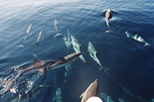 Pod of Striped dolphins (Stenella coeruleoabla) seen through surface of calm Mediterranean sea, Gulf of Corinth, Greece Pod of Striped dolphins (Stenella coeruleoabla) seen through surface of calm Mediterranean sea, Gulf of Corinth, Greece
