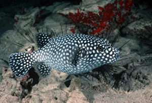 Tropical Fish Pictures Prints: Pufferfish (Canthigaster sp )