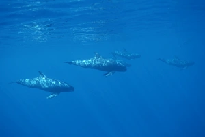 Pygmy killer whale (Feresa attenuata) a travelling pod.. Hawaii Pygmy killer whale (Feresa attenuata) a travelling pod.. Hawaii