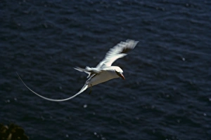 Red-billed tropicbird coming in to land. (Phaethon aethereus). South Plaza Island, Galapagos, Ecuador Red-billed tropicbird coming in to land. (Phaethon aethereus). South Plaza Island, Galapagos, Ecuador