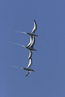 Three Red-billed Tropicbird (Phaethon aethereus) in flight during mating season over Isla San Pedro Martir in the Gulf Three Red-billed Tropicbird (Phaethon aethereus) in flight during mating season over Isla San Pedro Martir in the Gulf