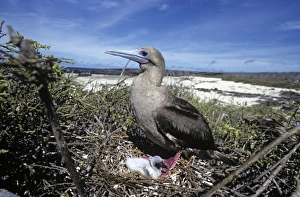 Red-footed booby adult on nest with small chick. (Sula sula). Genovesa Island, Galapagos, Ecuador Red-footed booby adult on nest with small chick. (Sula sula). Genovesa Island, Galapagos, Ecuador