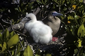 Red-footed booby adult on sheltered nest with large fluffy chick. (Sula sula). Genovesa Island, Galapagos Red-footed booby adult on sheltered nest with large fluffy chick. (Sula sula). Genovesa Island, Galapagos