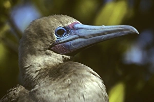 Red-footed booby head side on. (Sula sula). Genovesa Island, Galapagos, Ecuador Red-footed booby head side on. (Sula sula). Genovesa Island, Galapagos, Ecuador