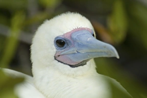 Red-footed booby (Sula sula). Galapagos. (rr) Red-footed booby (Sula sula). Galapagos. (rr)