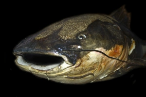 Red tailed catfish, Phractocephalus hemiliopterus, Manaus, Amazonas, Brazil Red tailed catfish, Phractocephalus hemiliopterus, Manaus, Amazonas, Brazil