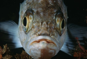 Vibrant Ocean Creatures Prints: Reef fish, close up of face