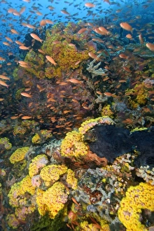 Reef wall covered with orange cup coral, Tubastrea faulkneri, Verde Island, Philippines Reef wall covered with orange cup coral, Tubastrea faulkneri, Verde Island, Philippines