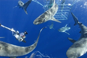 Remote underwater video camera records cage diving with Galapagos sharks Remote underwater video camera records cage diving with Galapagos sharks