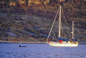 Research yacht monitoring Killer whale (Orcinus orca) activity during the winter months in the fjords of northern Research yacht monitoring Killer whale (Orcinus orca) activity during the winter months in the fjords of northern