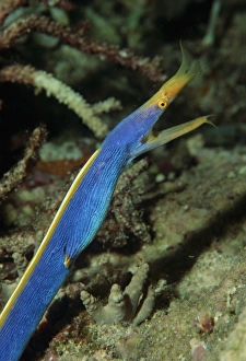 Ribbon eel (Rhinomuraena quaesita). Indo Pacific Ribbon eel (Rhinomuraena quaesita). Indo Pacific