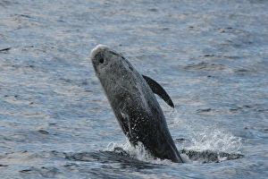 Rissos Dolphin breaching at the surface. Azores, North Atlantic Rissos Dolphin breaching at the surface. Azores, North Atlantic