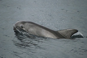 Rissos Dolphin Juvenile at the surface. Azores, North Atlantic Rissos Dolphin Juvenile at the surface. Azores, North Atlantic