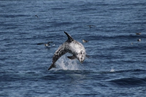 Rissos Dolphin leaping clear of the water. Azores, North Atlantic Rissos Dolphin leaping clear of the water. Azores, North Atlantic