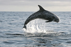 Rissos Dolphin leaping clear out of the water during a bout of socialising (RR) Rissos Dolphin leaping clear out of the water during a bout of socialising (RR)