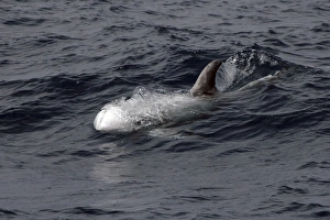 Rissos Dolphin Torpedo - behaviour just before a feeding dive. Azores, North Atlantic Rissos Dolphin Torpedo - behaviour just before a feeding dive. Azores, North Atlantic